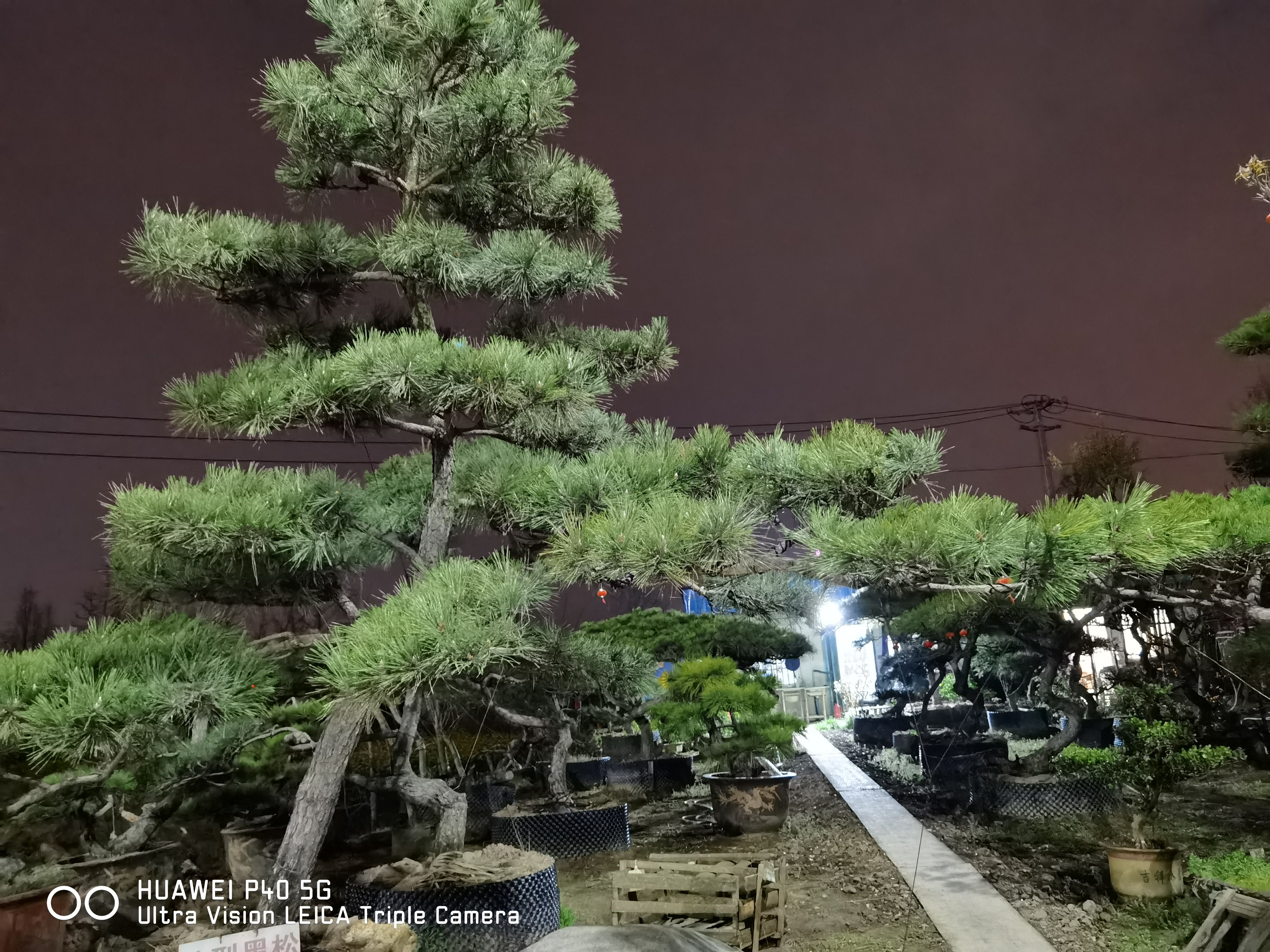 黑松造型黑松盆景江苏山东造型黑松地景黑松景观松松树黑松桩
