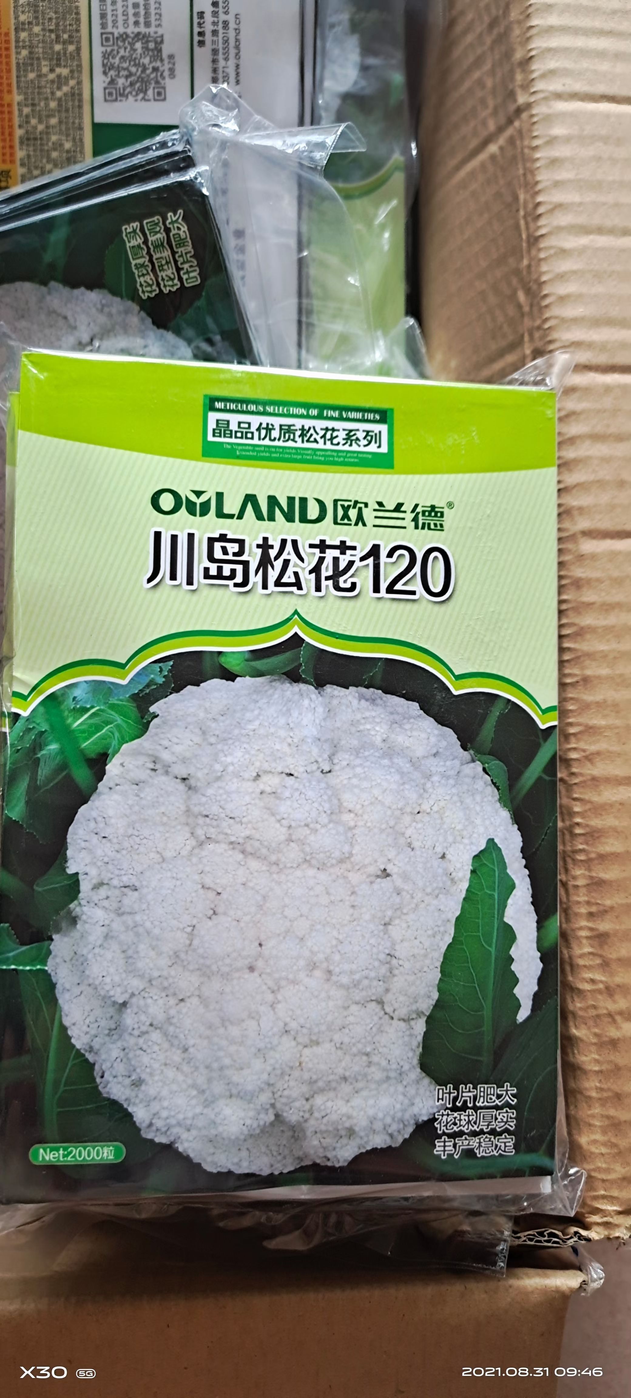 花椰菜种子 松花120花菜种子