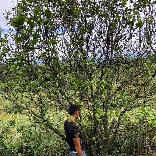 九江马家柚苗  香泡，柚子树