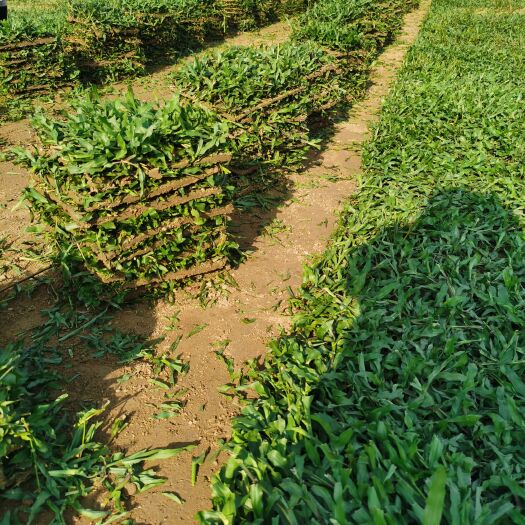 佛冈县 大叶油草，大叶油草块