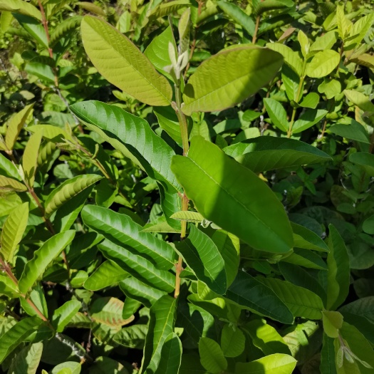 番石榴苗四季种植盘栽地栽庭院西瓜红芭乐红心红肉白心树苗