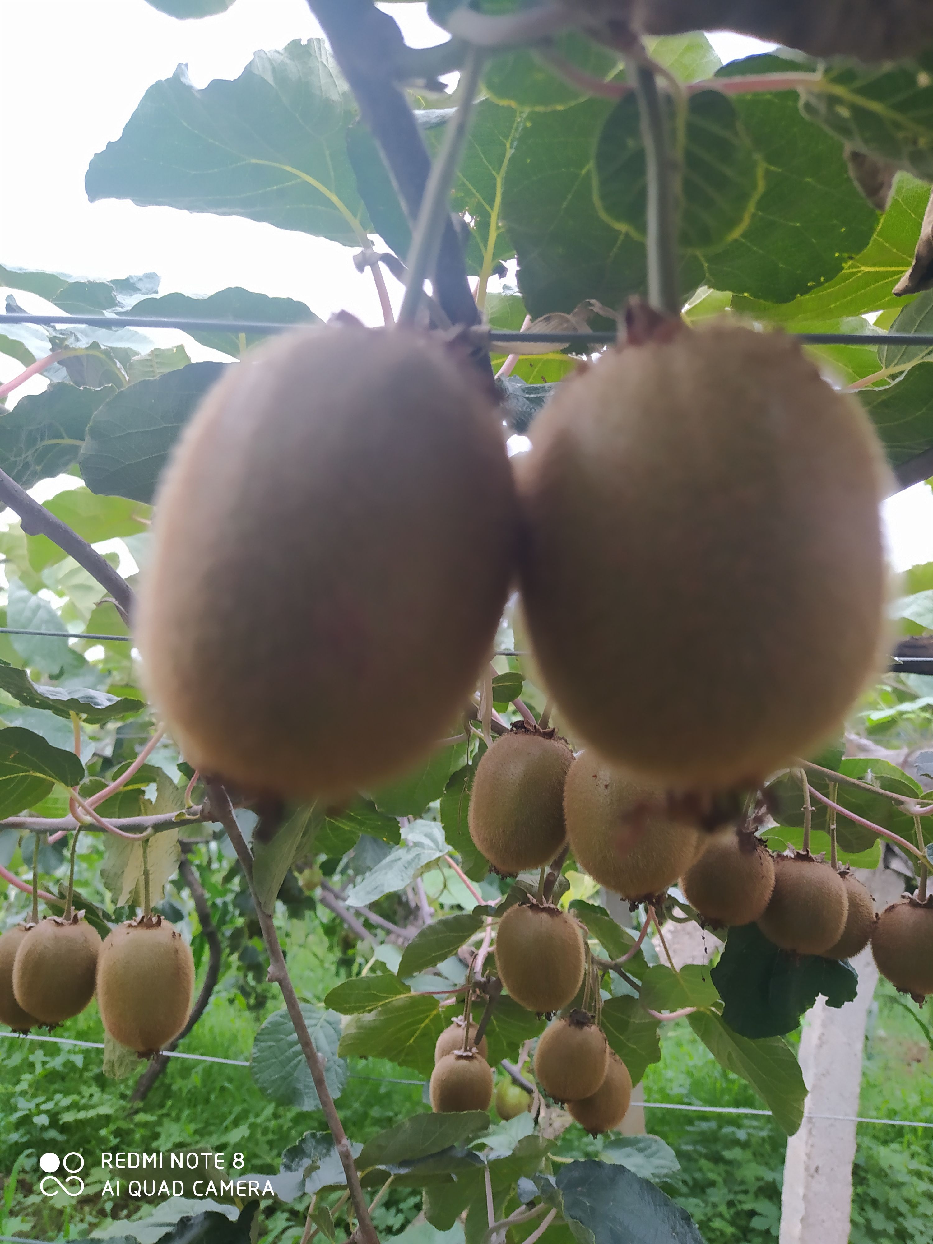 徐香猕猴桃 眉县徐香绿心猕猴桃，酸甜刚刚好。