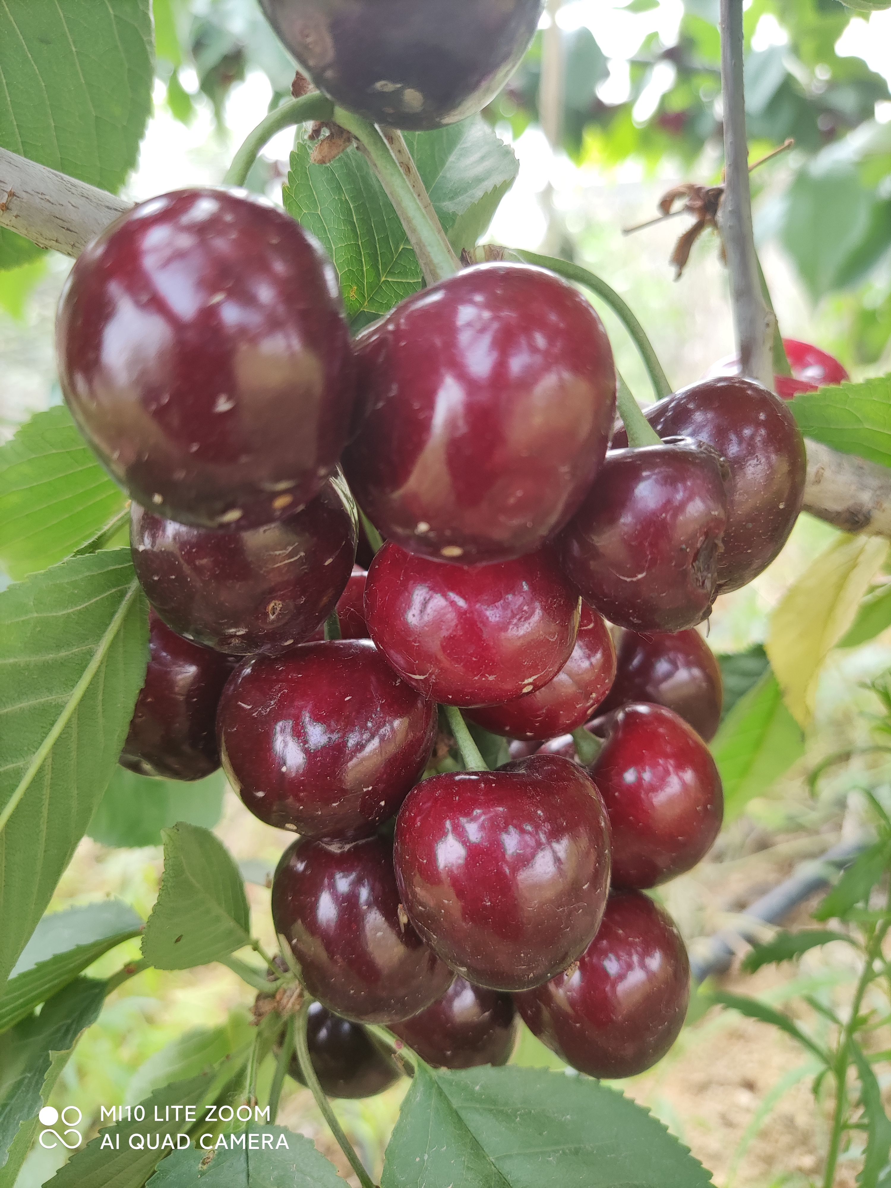 樱桃苗 成品大树跟小苗！