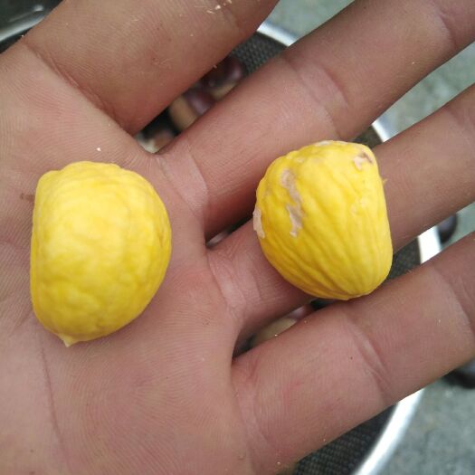 隆林县迁西板栗  鲜板栗 老树栗  香甜可口粉糯美味
