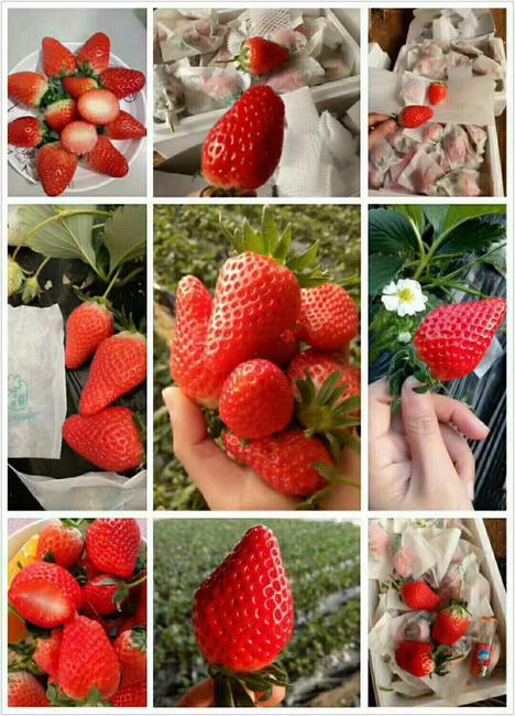 济南甜宝草莓种植基地/代收代销