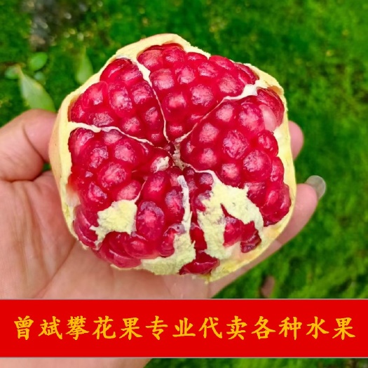 高碑店市攀花果公司代卖会理石榴发往高碑店新发地，欢迎有水果代卖合作！