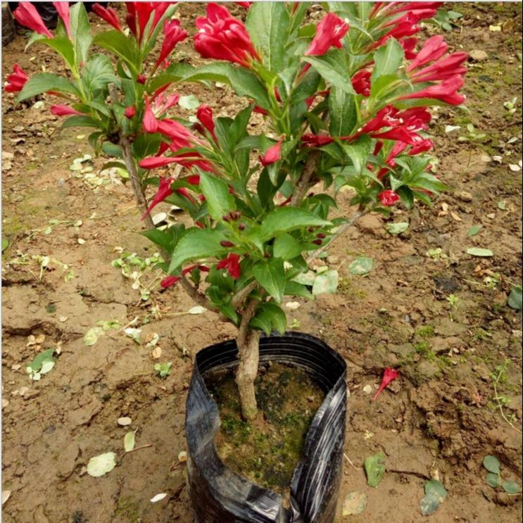 五彩锦带花树苗红王子锦带花苗盆栽地栽庭院耐寒植物