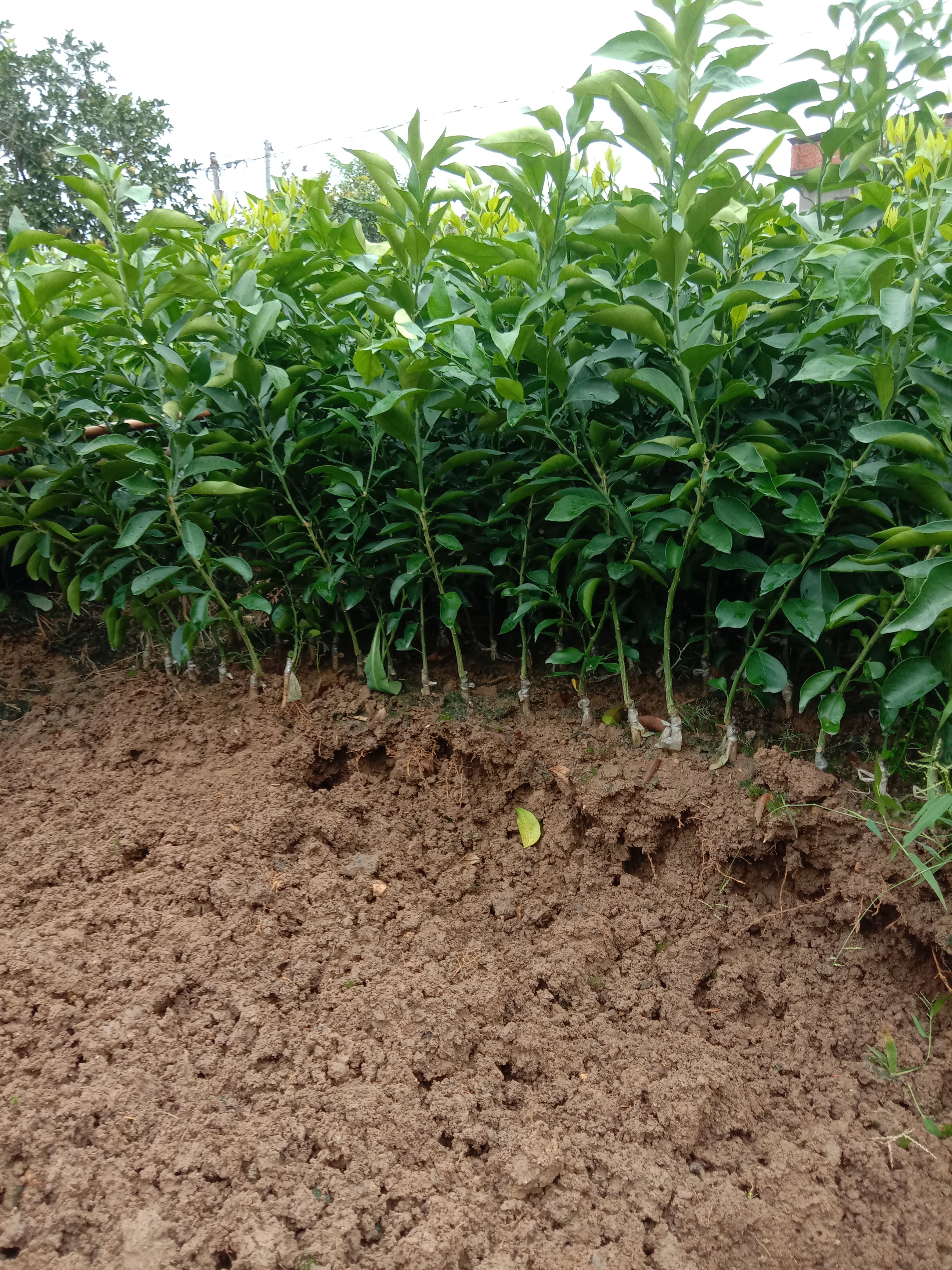 爱媛38号柑桔苗 果 冻橙苗红美人柑橘苗爱媛58早熟爱媛苗