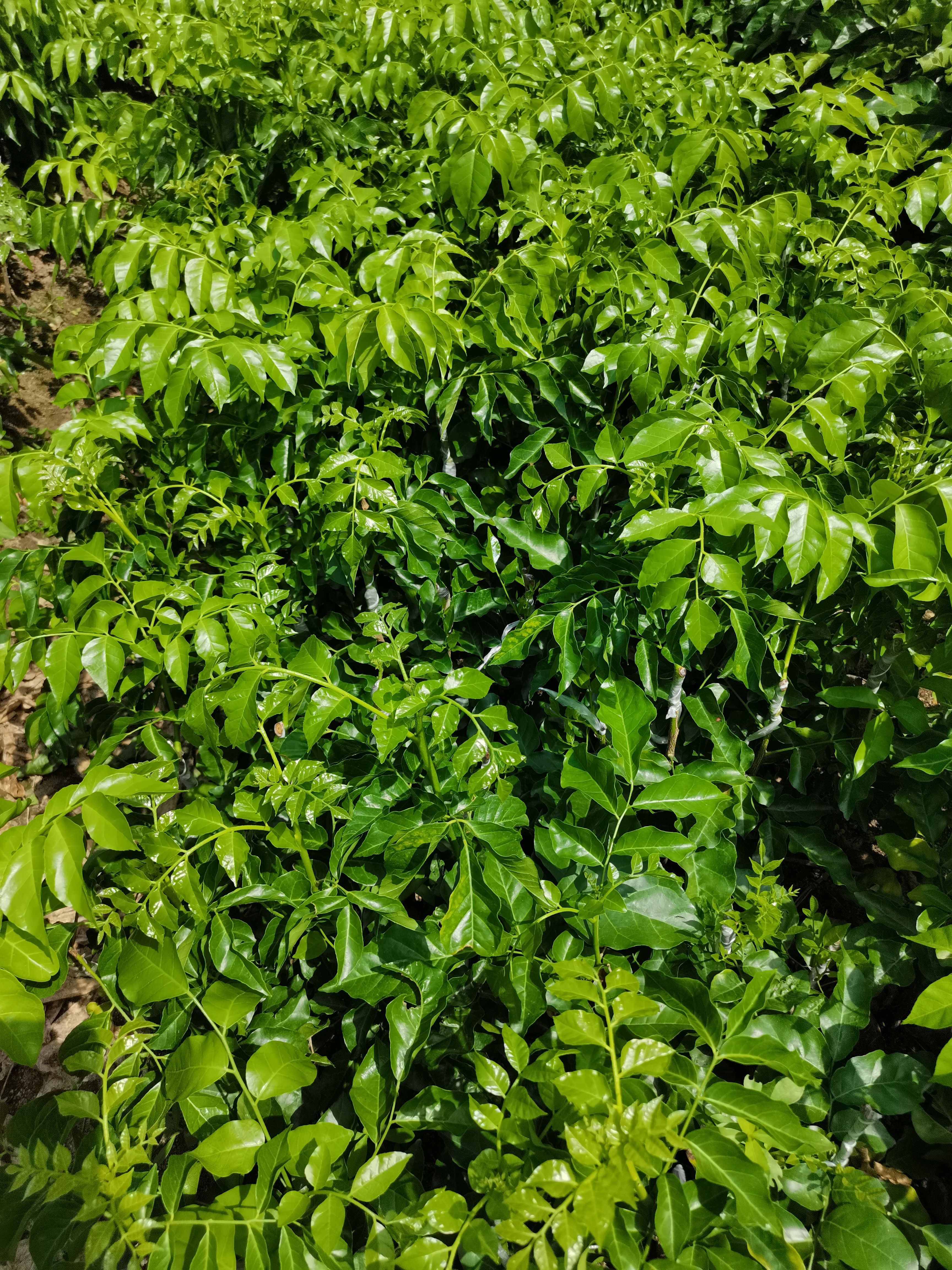 黄皮果苗  新品黑金刚黑美人黑黄皮黑珍珠黑金刚香蜜黑黄皮贵妃