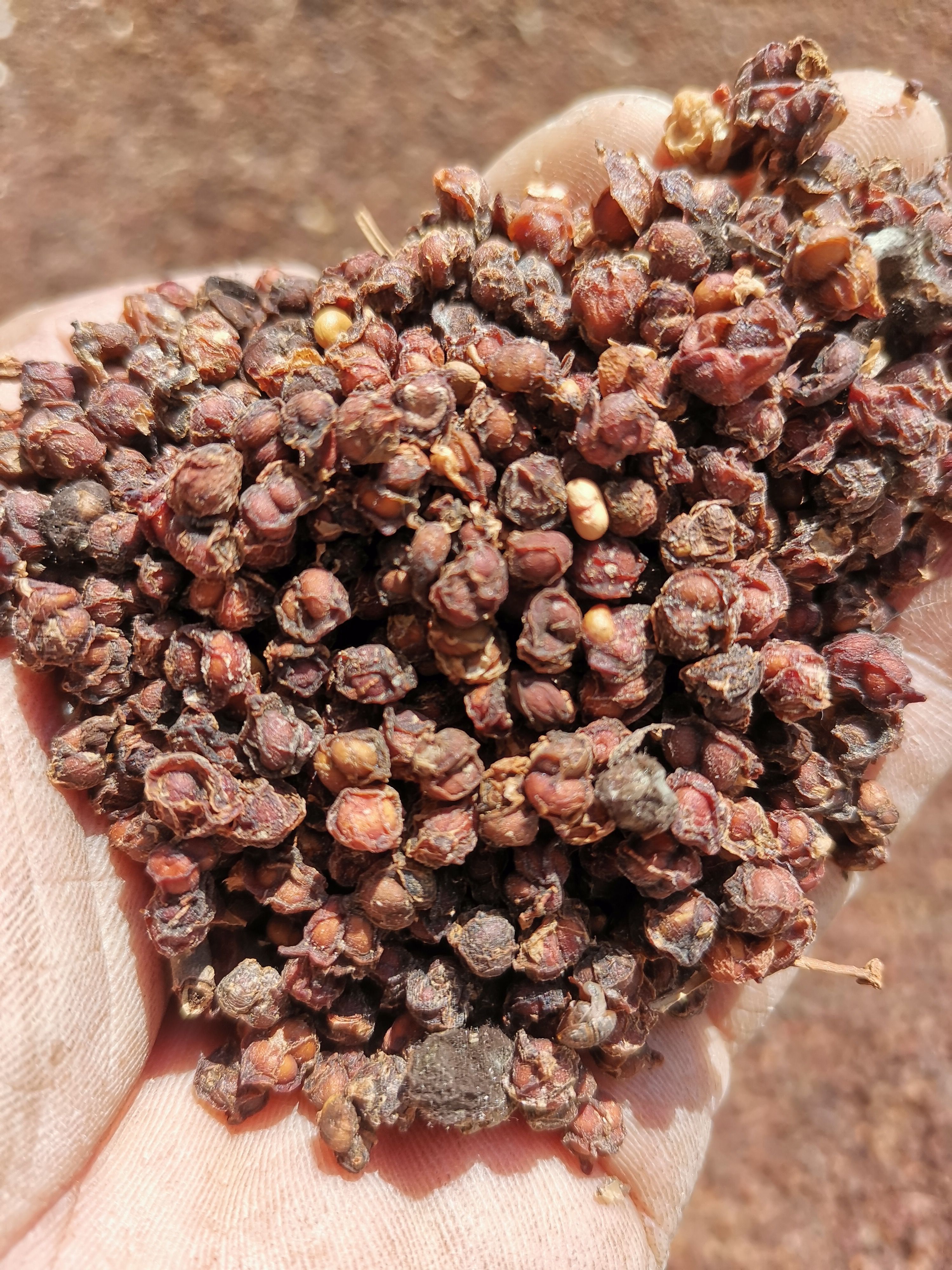 南五味子，品质好油子，