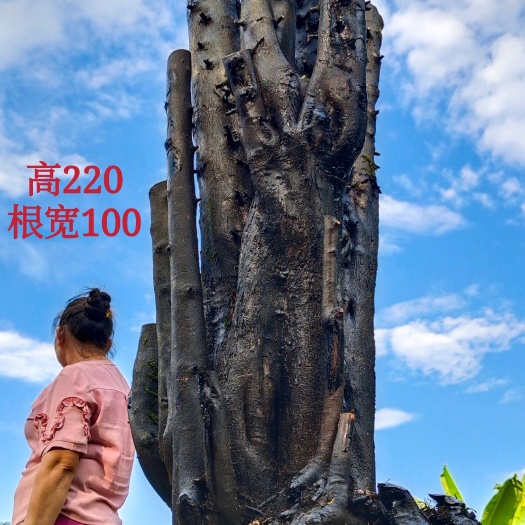 桂林 金弹子