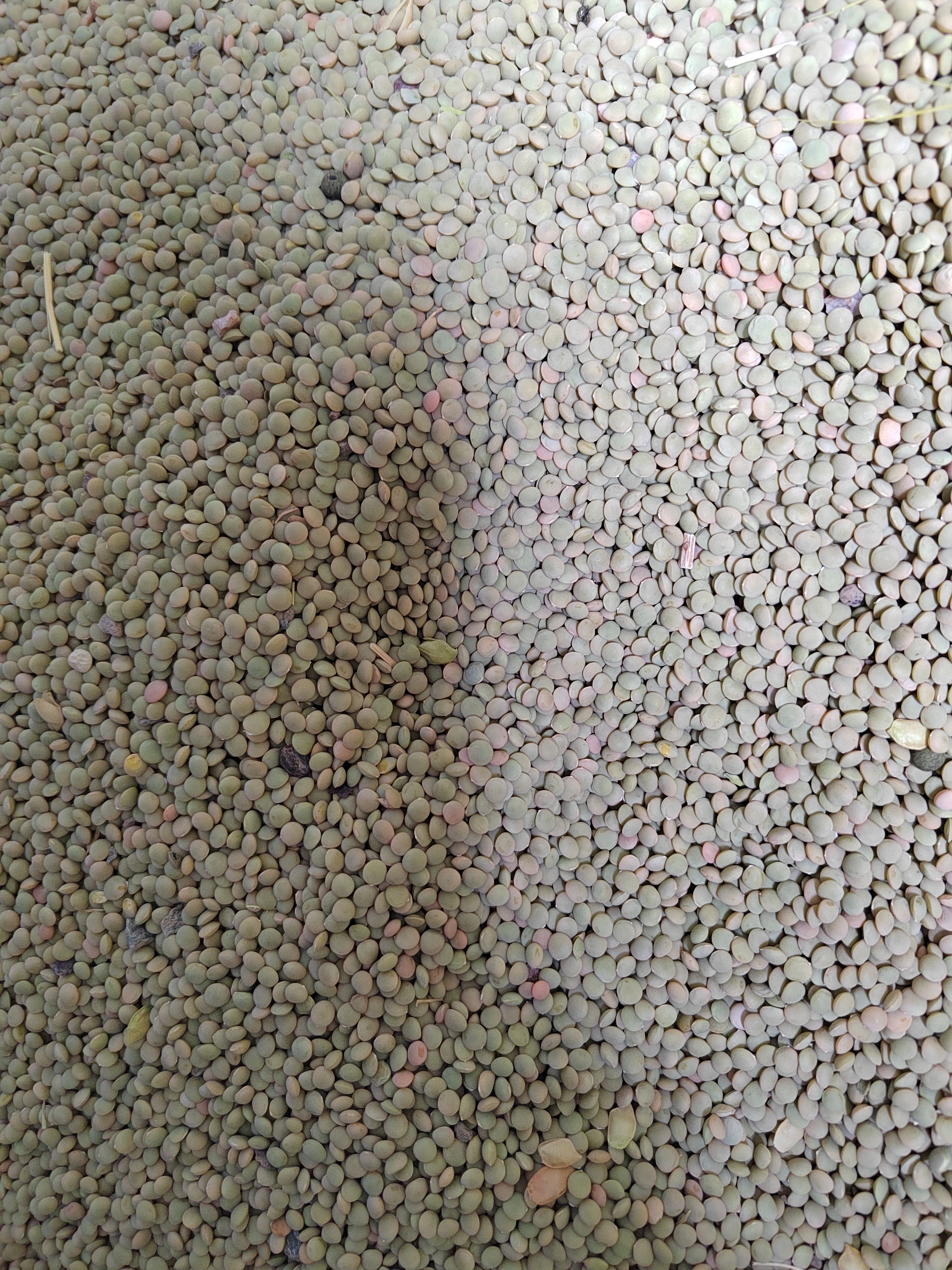 出售优质小颗粒绿扁豆，新货上市，寻求长期合作伙伴，价格美丽！