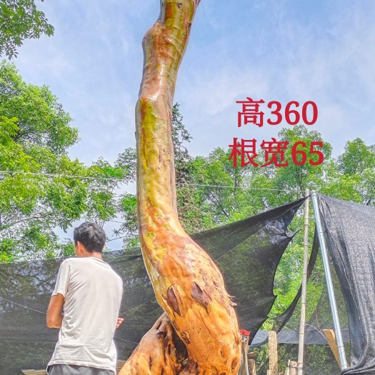 桂林红花紫薇 独杆地景紫薇