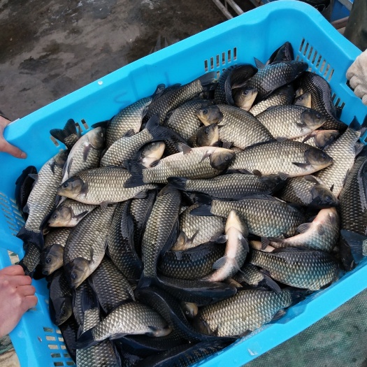 上海黑鲫鱼