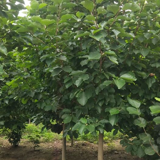 博野县 7-8公分玉兰！定值移栽苗！多年冠！大量供应中