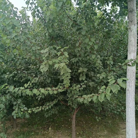 博野县山杏苗 5-6公分的精品山杏！定值移栽苗，大冠幅，大量供应中