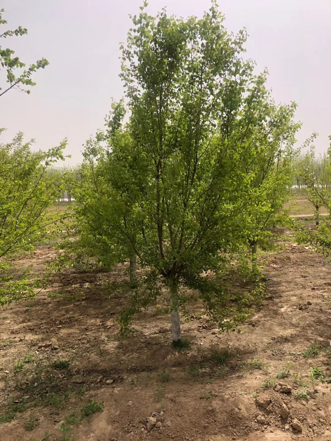 山杏苗  8公分山杏！定值移栽苗！大冠幅！大量供应中