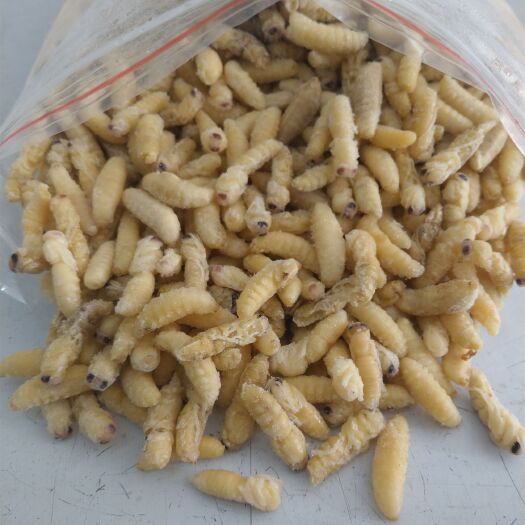 南召县马蜂蛹  蜂蛹