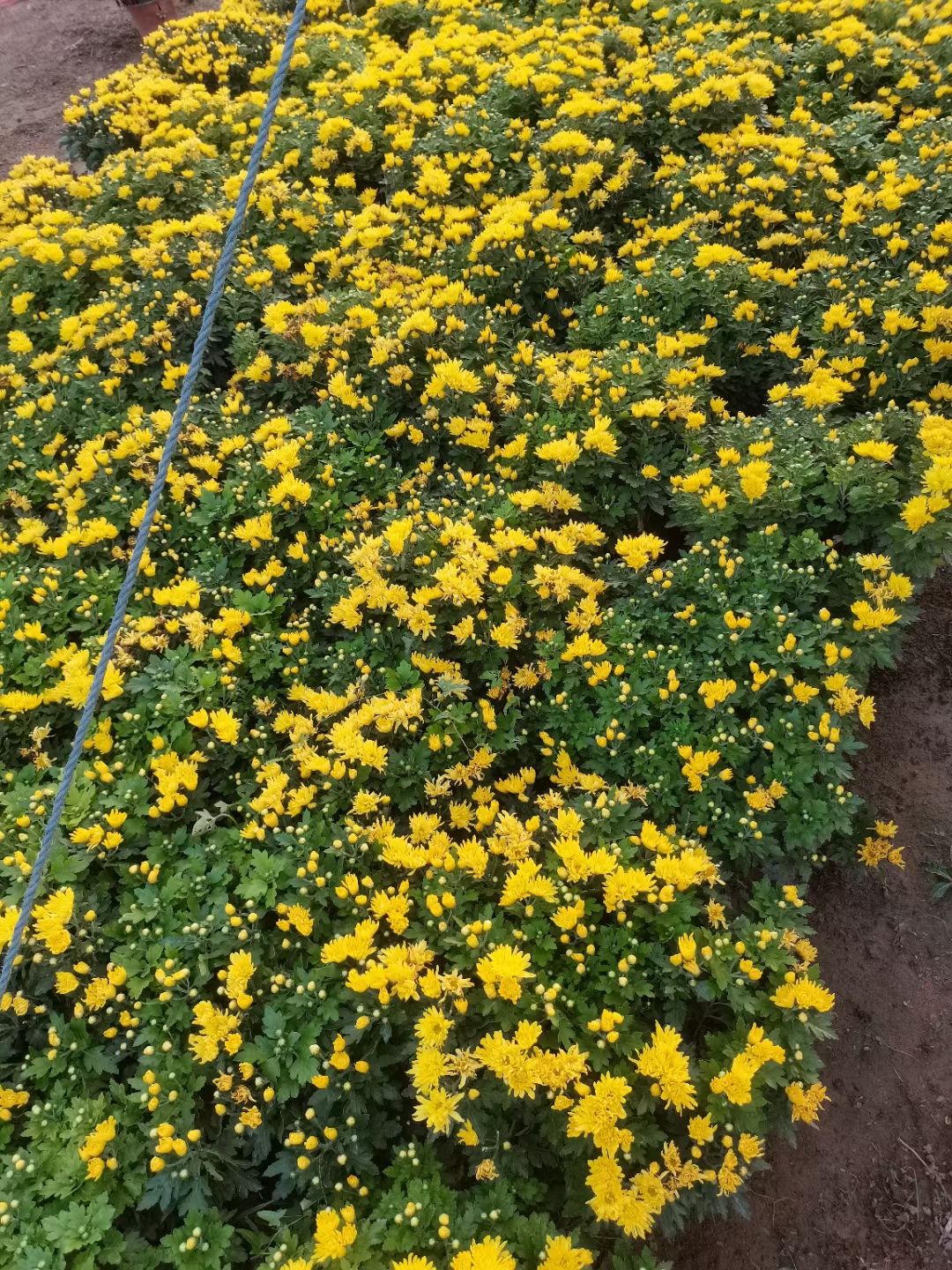 千头菊 菊花 基地直发 一手货源 量大可以优惠