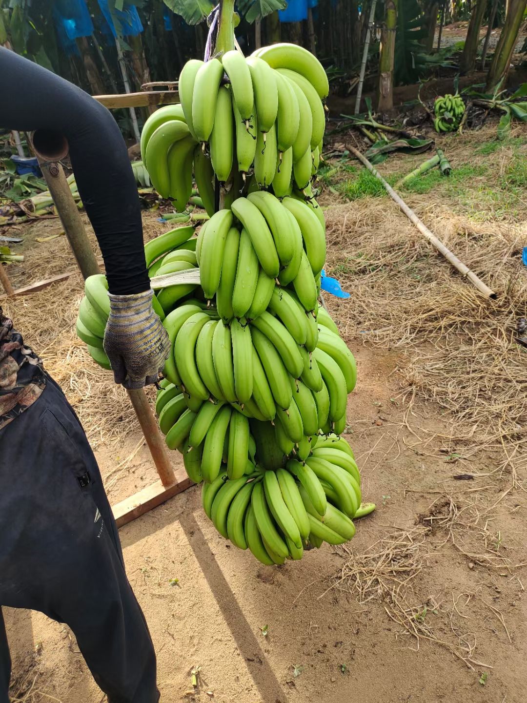  做香蕉精品香蕉我们更专业