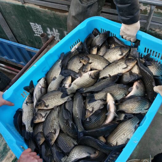 上海黑鲫鱼 
