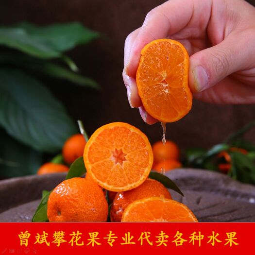 攀花果公司专业代卖沙糖桔（砂糖橘），欢迎单位和个人大宗订购！