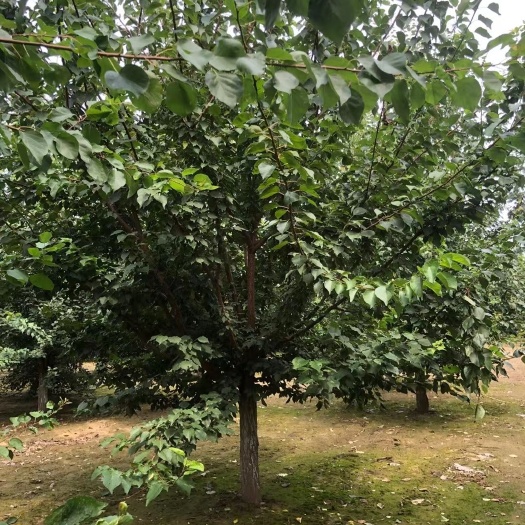 博野县山杏苗 10公分山杏！定植移栽苗！大冠幅！大量供应中