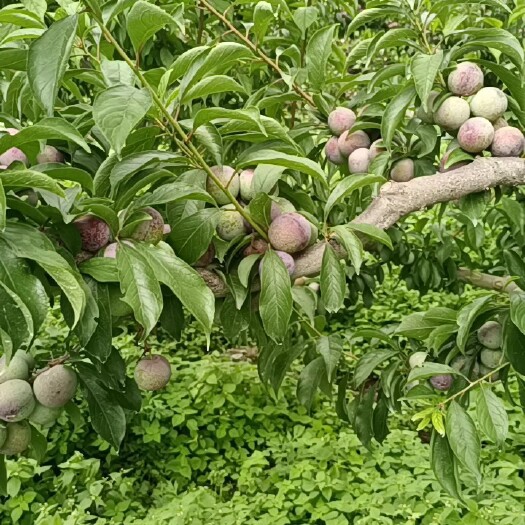 茂县 脆红李入冻库