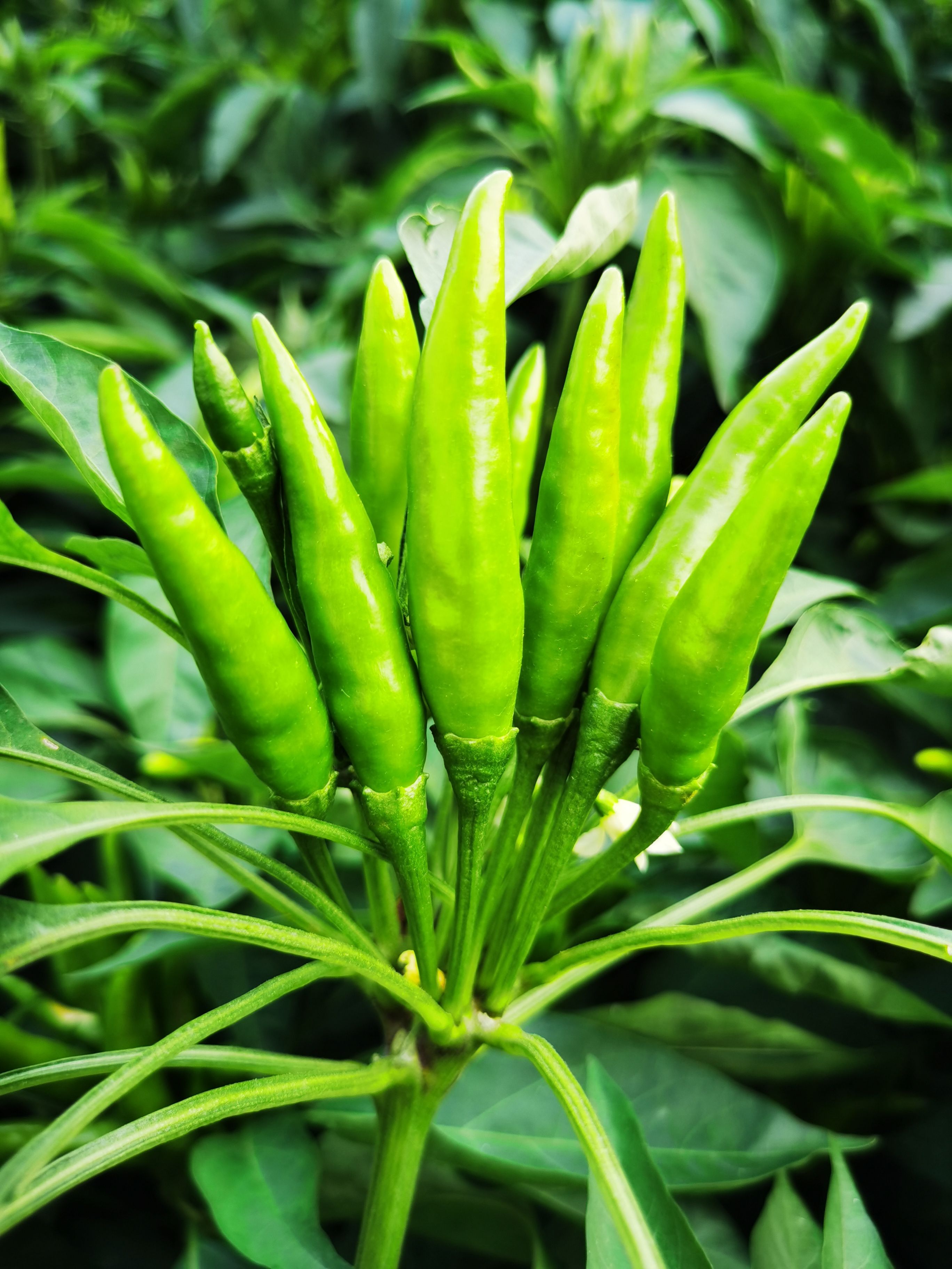 青色红色红三樱椒线椒朝天椒剁椒泡菜辣椒