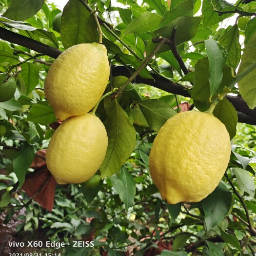 安岳县尤力克柠檬大果，单个重4两－5.2两一二级果