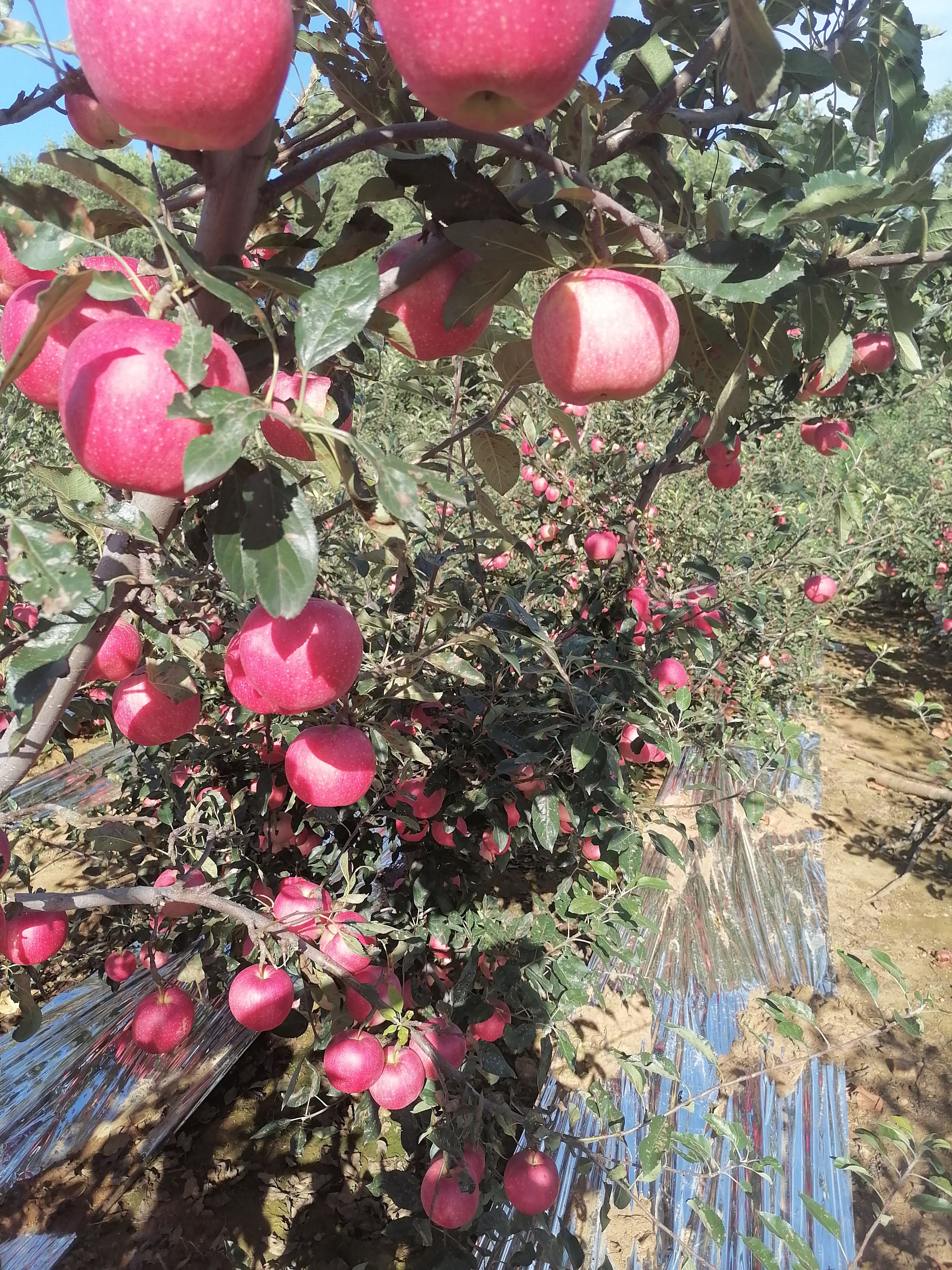 嘎啦苹果，颜色好皮毛亮，保质保量。