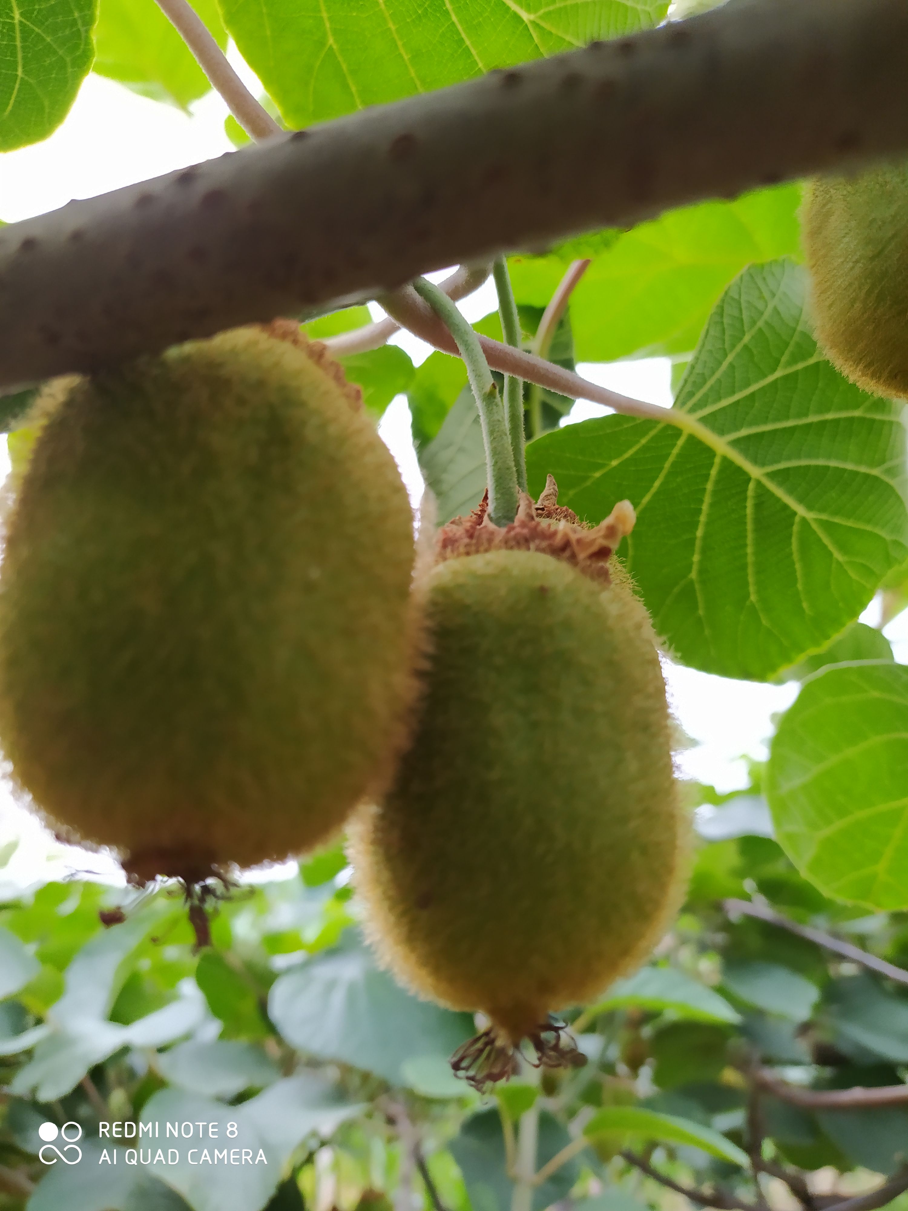 徐香猕猴桃 眉县徐香绿心猕猴桃，酸甜刚刚好。