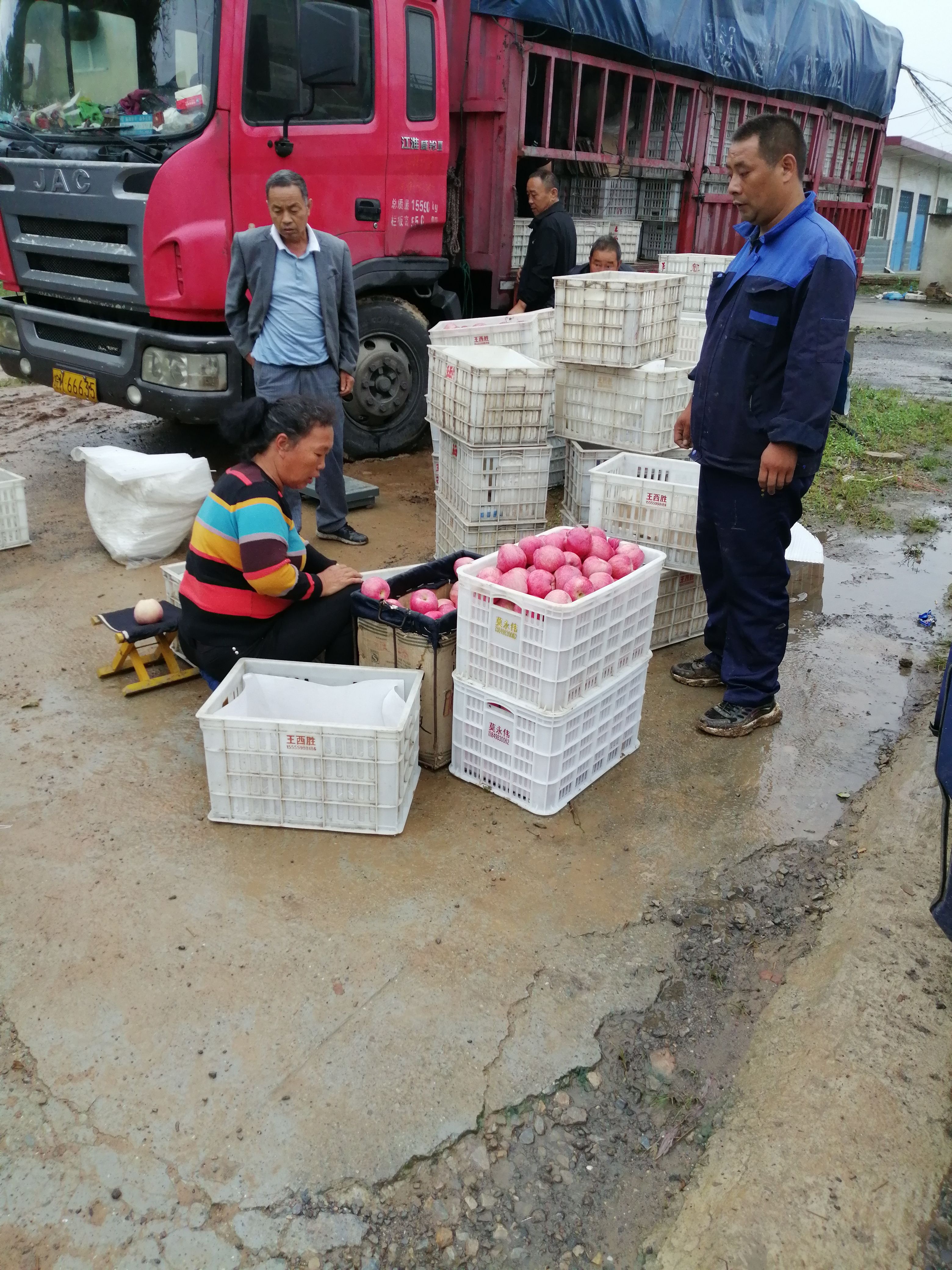  今天，安徽王老板继续收货，果农冒雨卖纸袋红星苹果！