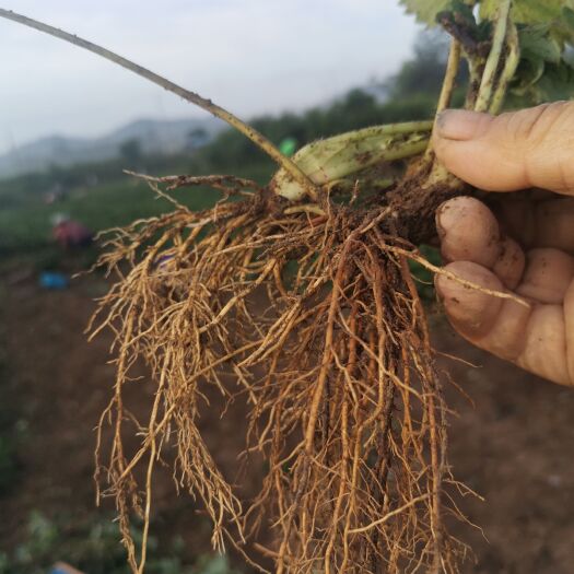安丘市甜宝草莓苗大量供应