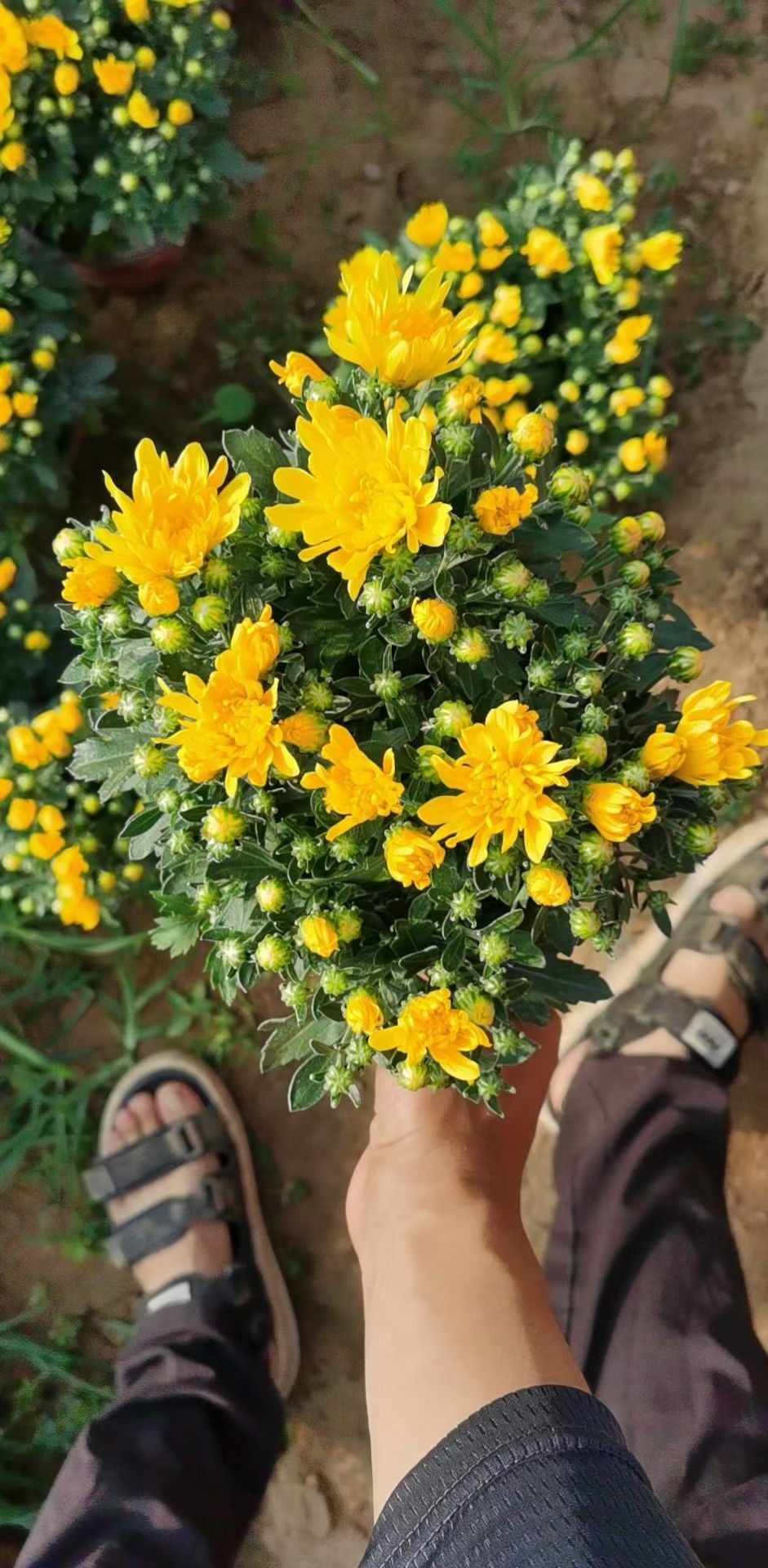 千头菊 菊花 基地直发 一手货源 量大可以优惠
