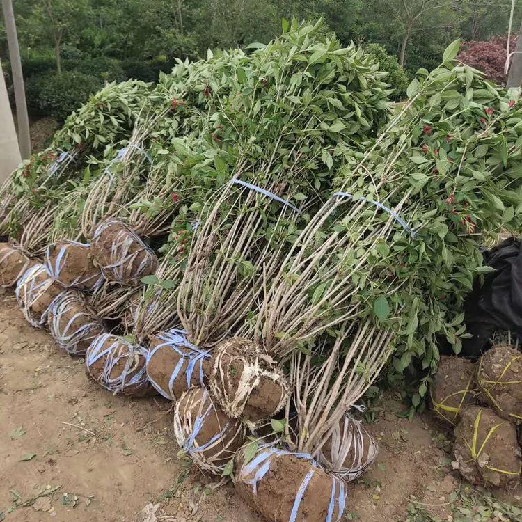 五彩锦带花树苗红王子锦带花苗盆栽地栽庭院耐寒植物