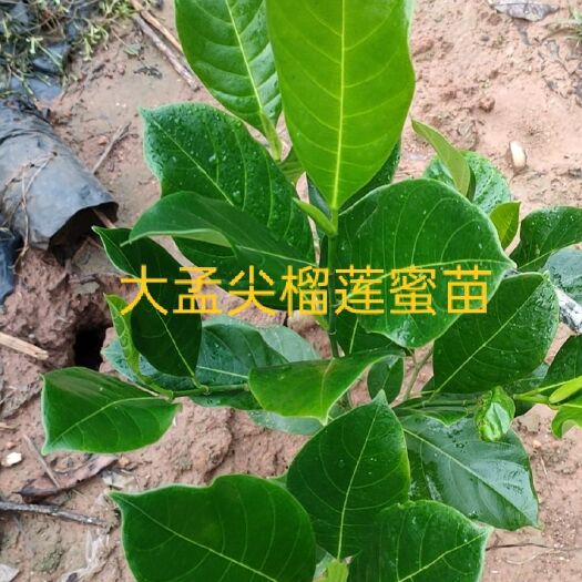 白沙县榴莲蜜树苗 大孟尖榴莲蜜高产，抗寒，抗旱 能力强。