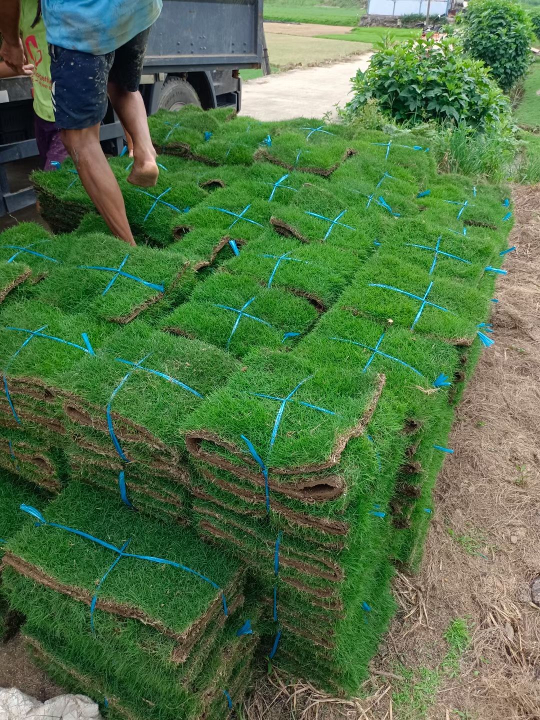  草卷，马尼拉草卷