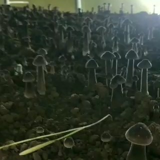 鱼台县鸡枞菌  棚户直销，质量稳定，价格美丽