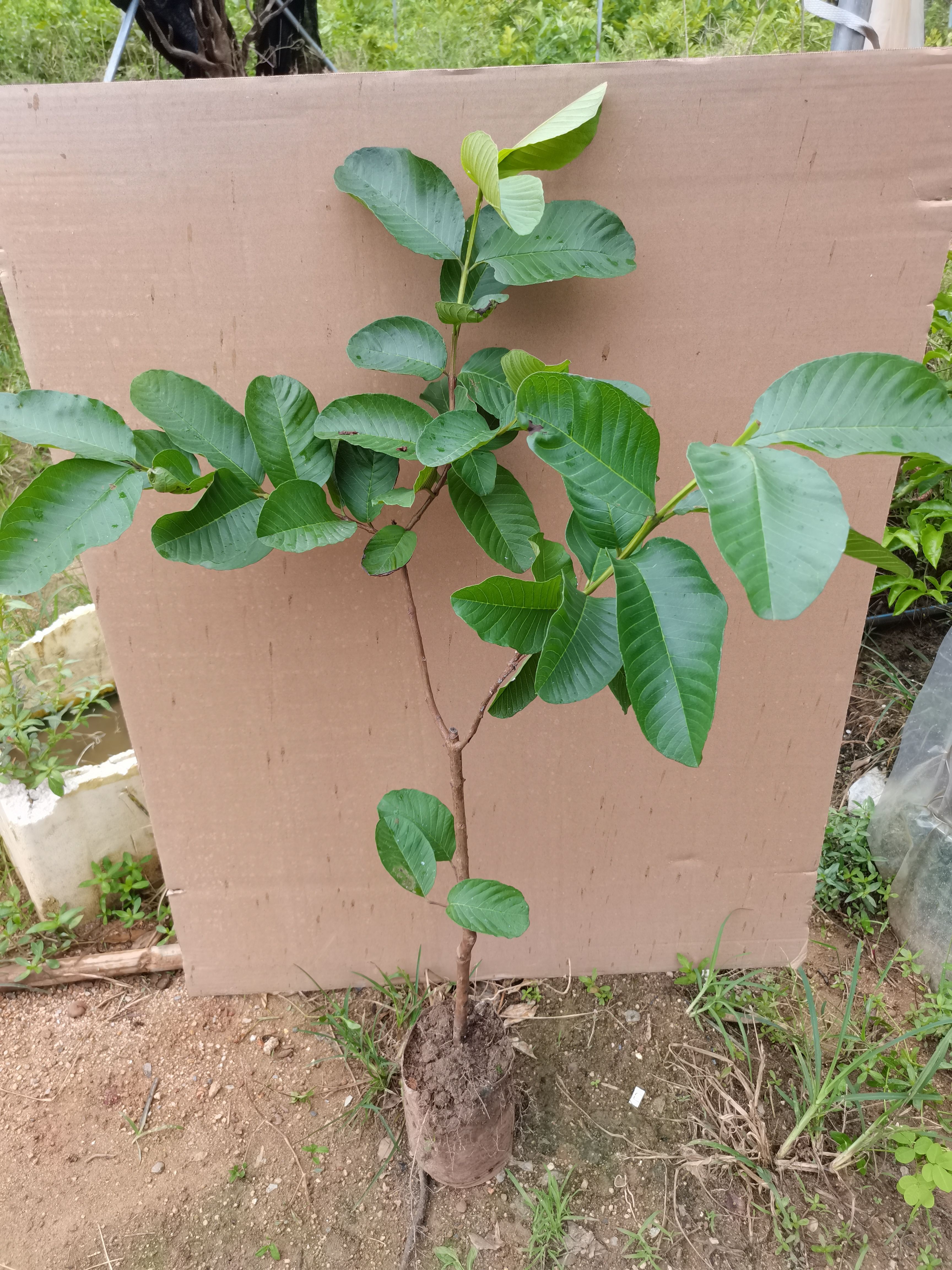 番石榴苗四季种植盘栽地栽庭院西瓜红芭乐红心红肉白心树苗