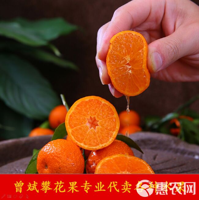 攀花果公司专业代卖砂糖橘（沙糖桔），欢迎单位和个人团购！