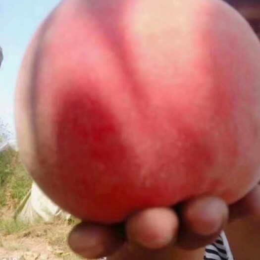 隆尧县永莲蜜桃 优质蜜桃