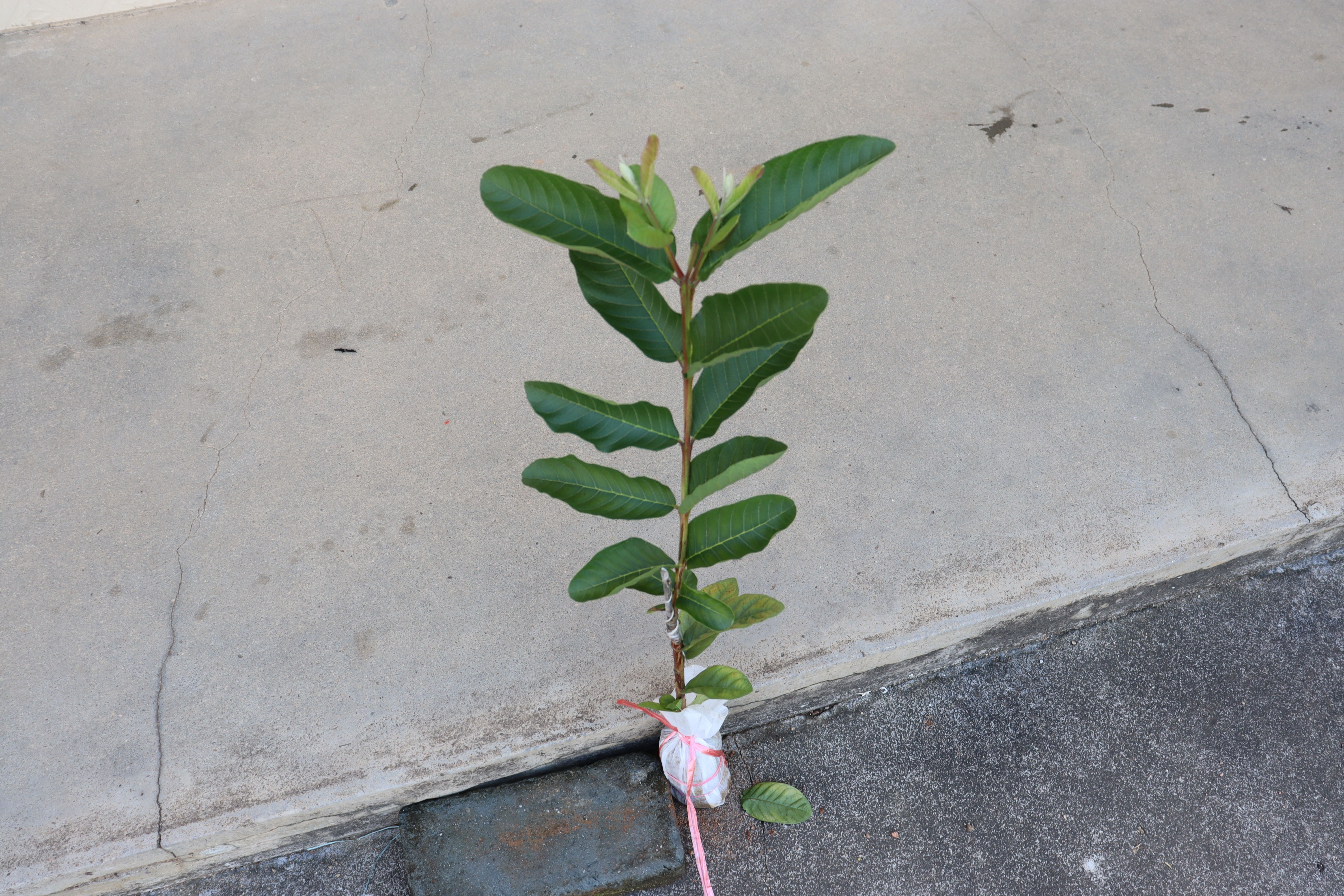 番石榴苗四季种植盘栽地栽庭院西瓜红芭乐红心红肉白心树苗