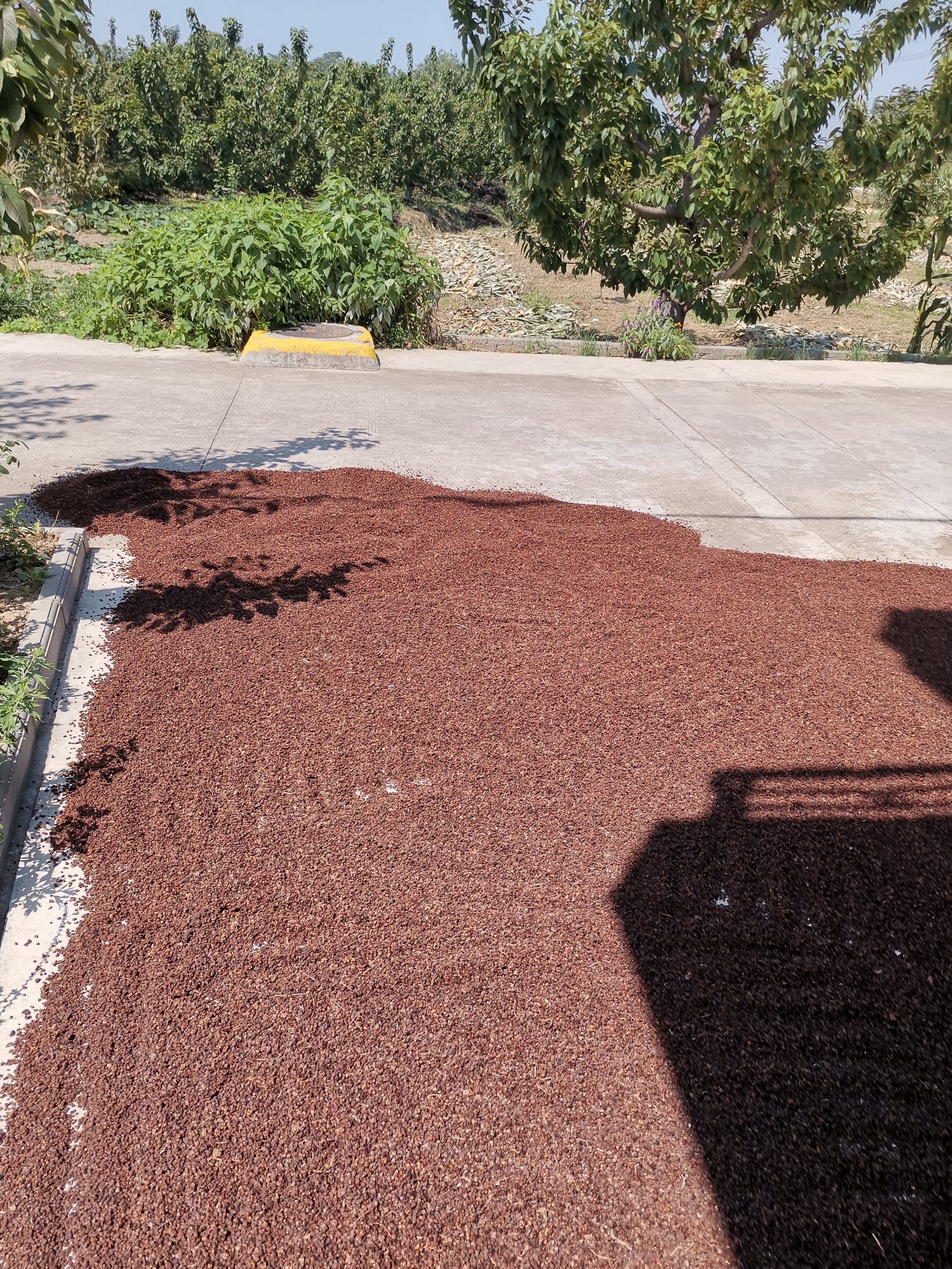 南五味子，品质好油子，