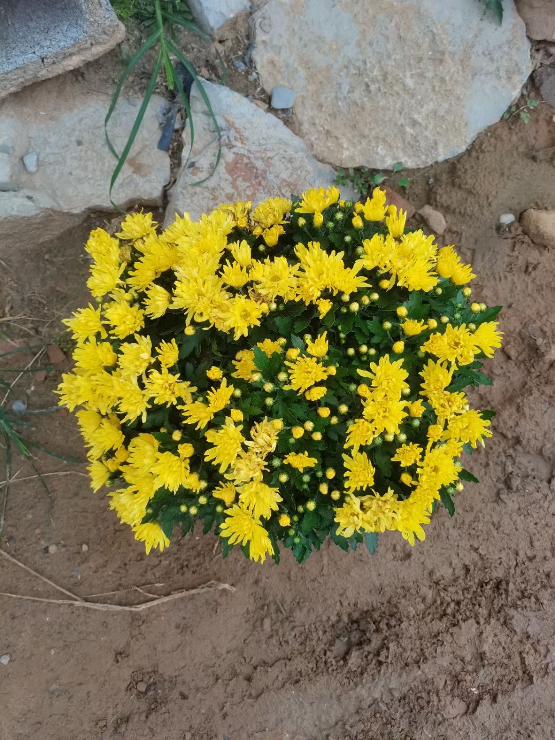 千头菊 菊花 基地直发 一手货源 量大可以优惠