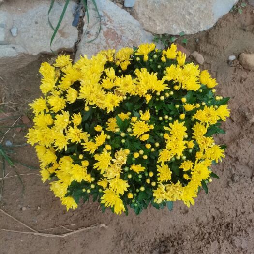 青州市千头菊 菊花 基地直发 一手货源 量大可以优惠