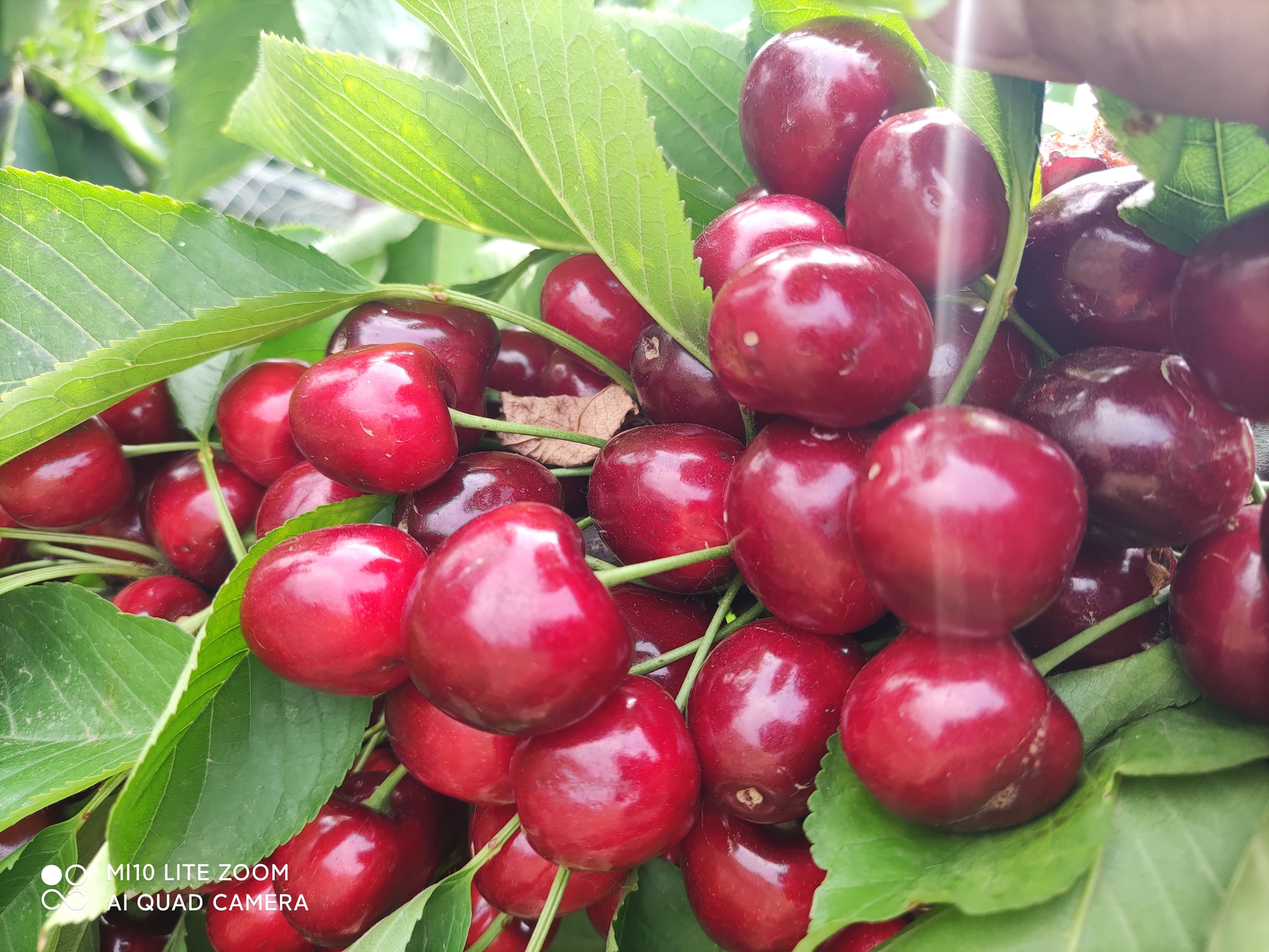 樱桃苗 成品大树跟小苗！