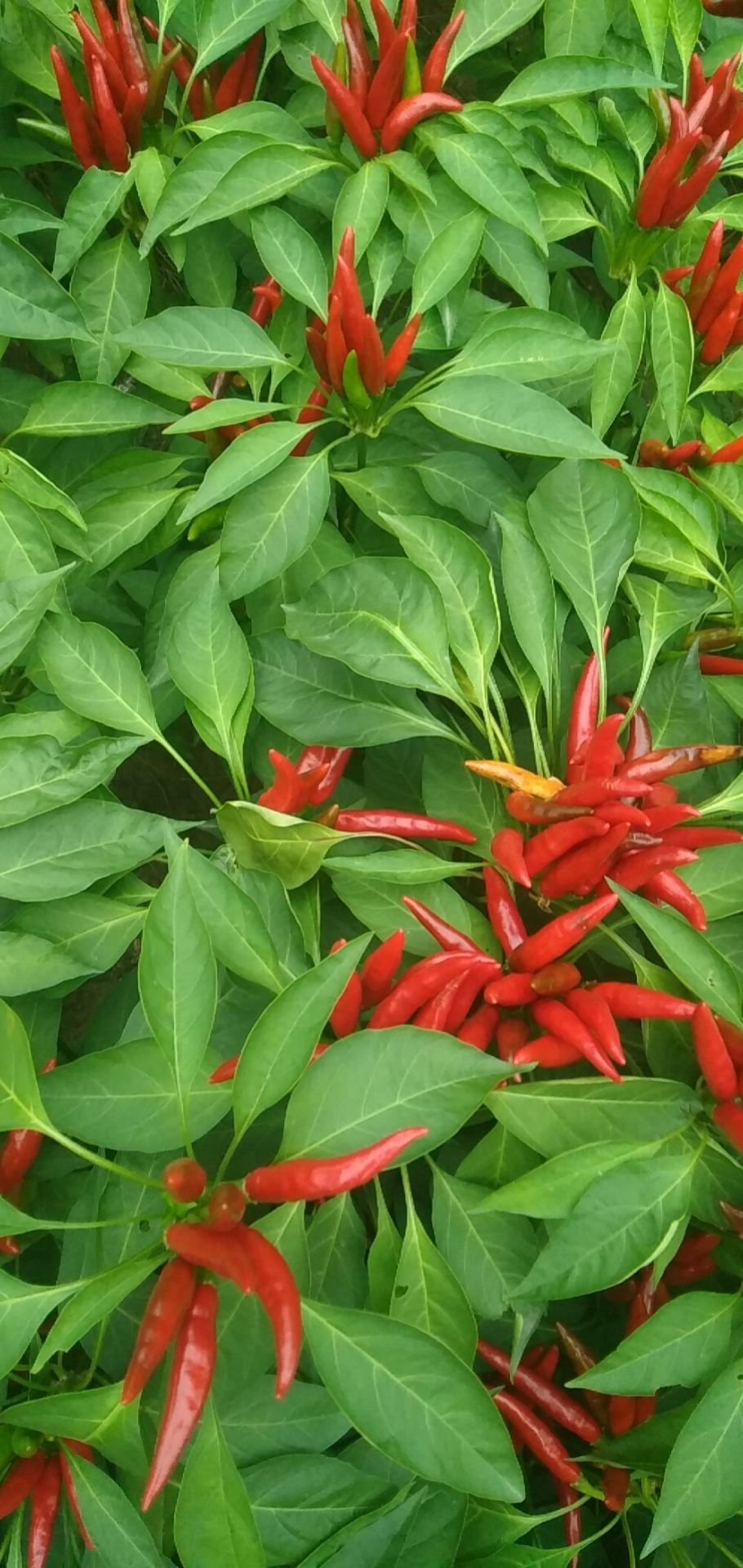 青色红色红三樱椒线椒朝天椒剁椒泡菜辣椒