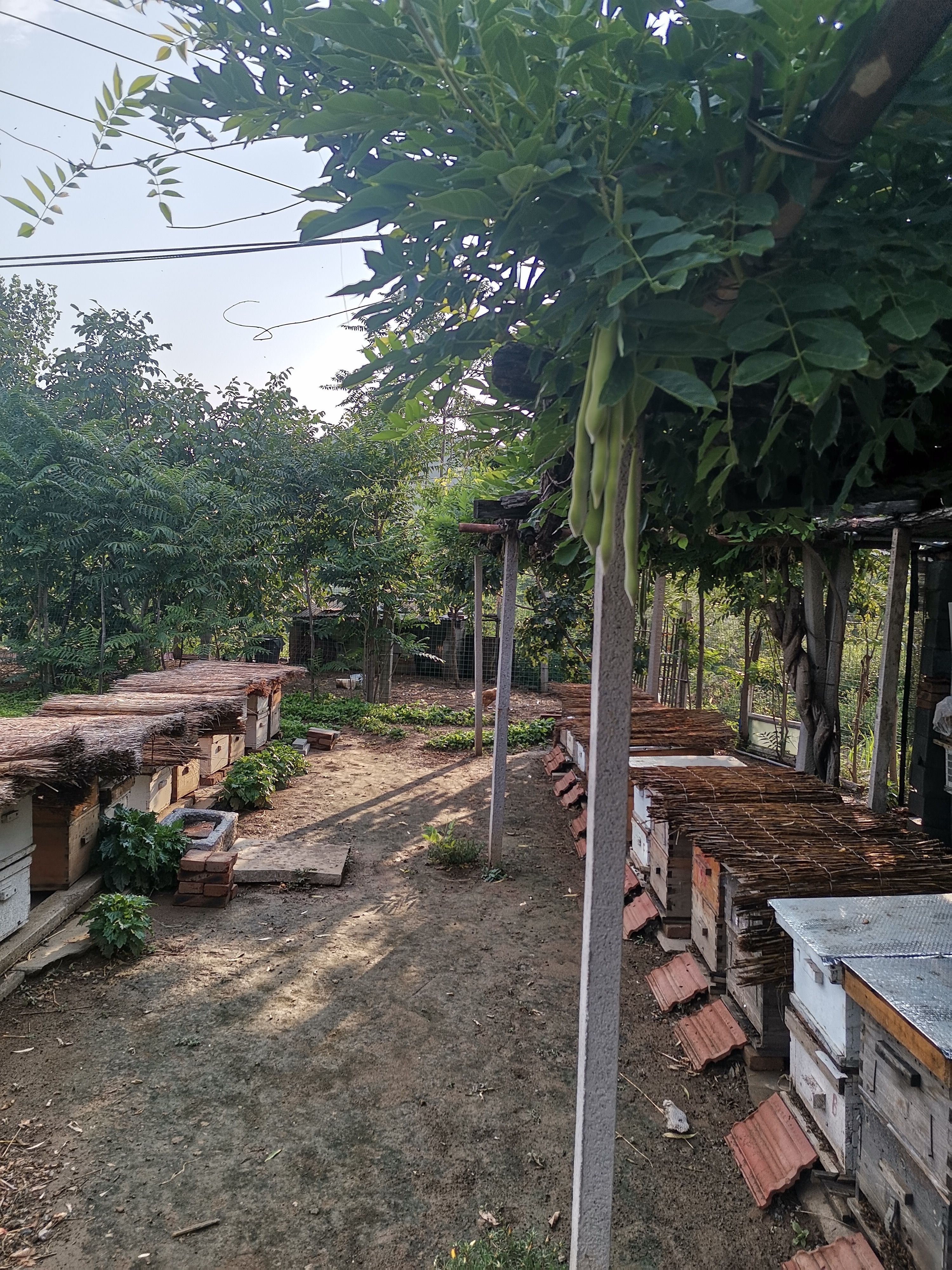 封盖成熟百花蜜