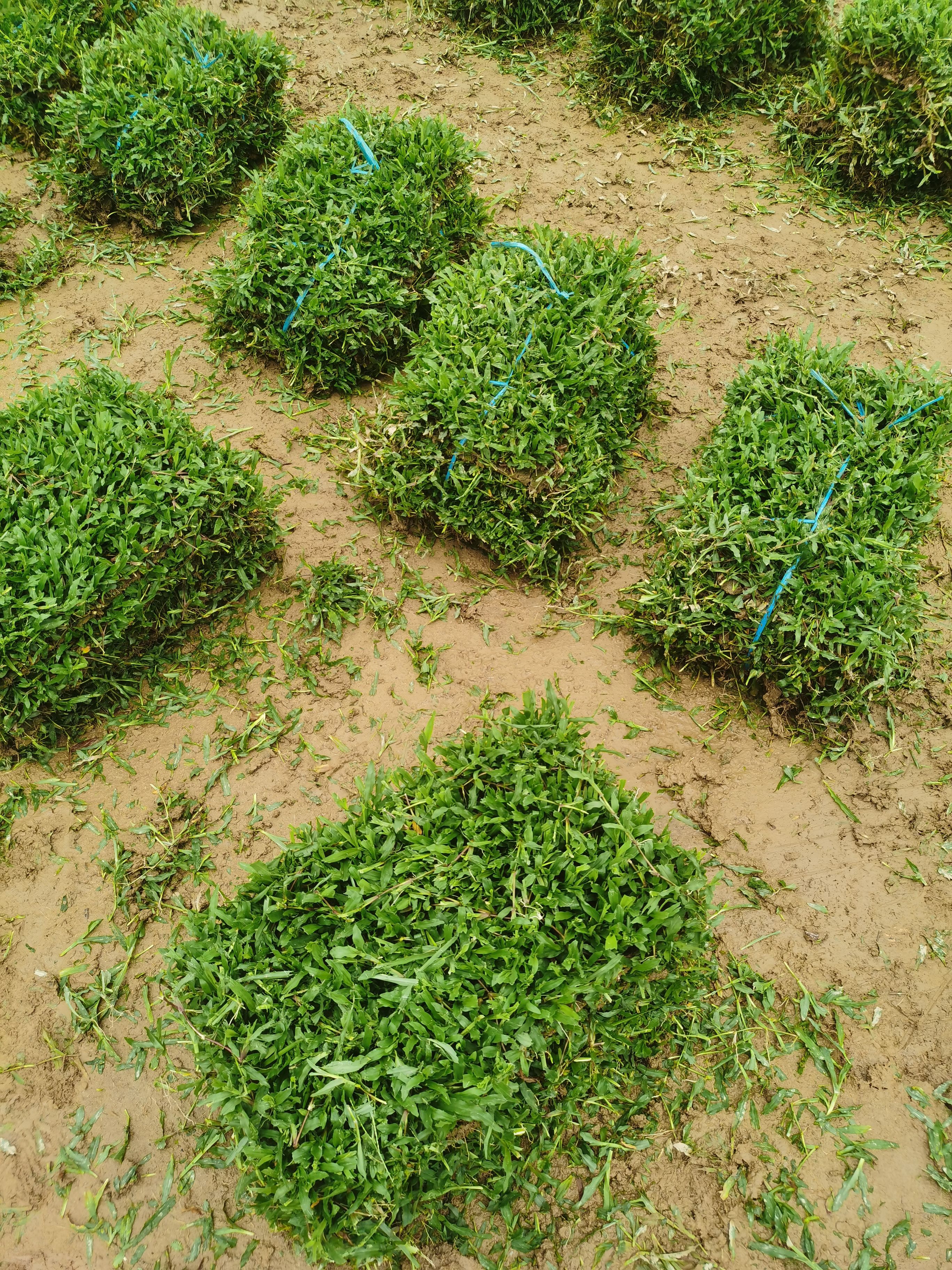  大叶油草卷，30*50*6规格，一捆0.9平方